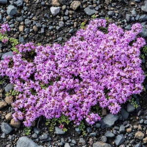 Dúška včasná 'Coccineus' (Thymus praecox 'Coccineus')