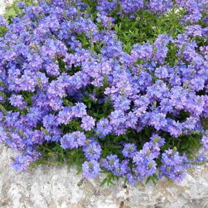 Veronika rozprestretá (Veronica prostrata)