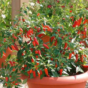 Chilli Apache F1