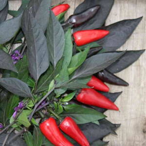 Chilli Nosferatu