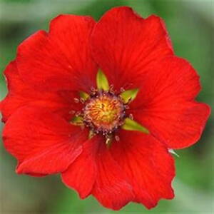Potentilla atrosanguinea Scarlet Starlet