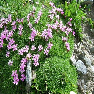 Silene acaulis 'Mount Snowdon'
