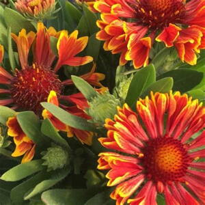 Gaillardia Spintop Yellow Touch®