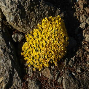 Vitaliana primuliflora subsp. assoana