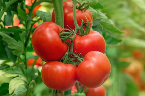 Ako pestovať paradajky? Sprievodca od skúseného záhradkára