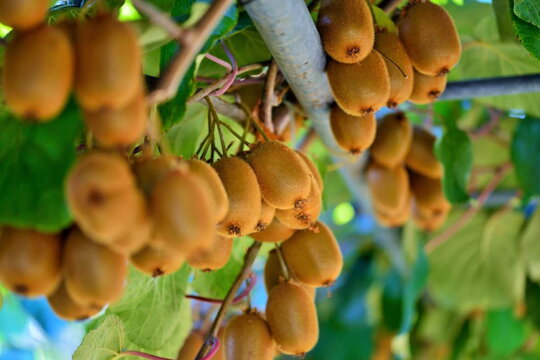 Ako pestovať obľúbené kivi (kiwi)? Sprievodca od skúseného záhradkára