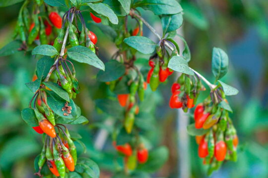 Ako pestovať exotické goji – kustovnicu čínsku?