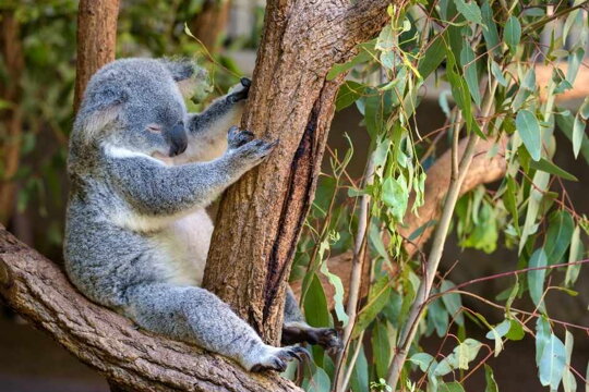 Eukalyptus – austrálsky klenot, ktorý čistí vzduch