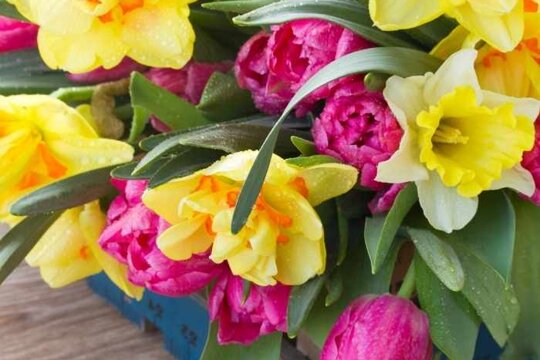 5 najobľúbenejších jarných kvetov, ktoré rozžiaria vašu záhradu!