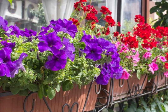 10 nakrajších kvetov na balkón, ktoré vám potešia zrak