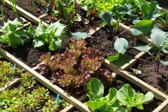Výstavba a výsadba zeleninových záhrad