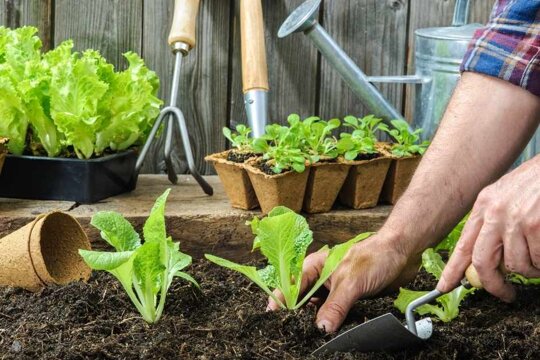 Výhody zakladania zeleninových záhrad