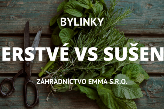 Sušené vs. čerstvé bylinky